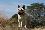 BOULEDOGUE FRANCAIS 891